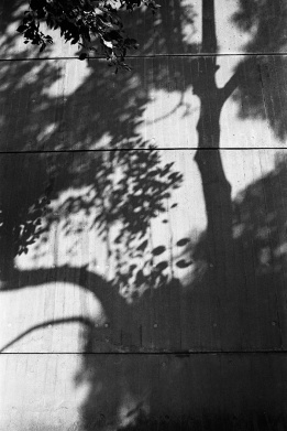 shadow of tree on concrete wall, branches, leaves, black and white